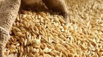 سعر الأرز الشعير اليوم 2026.. التفاصيل كاملة